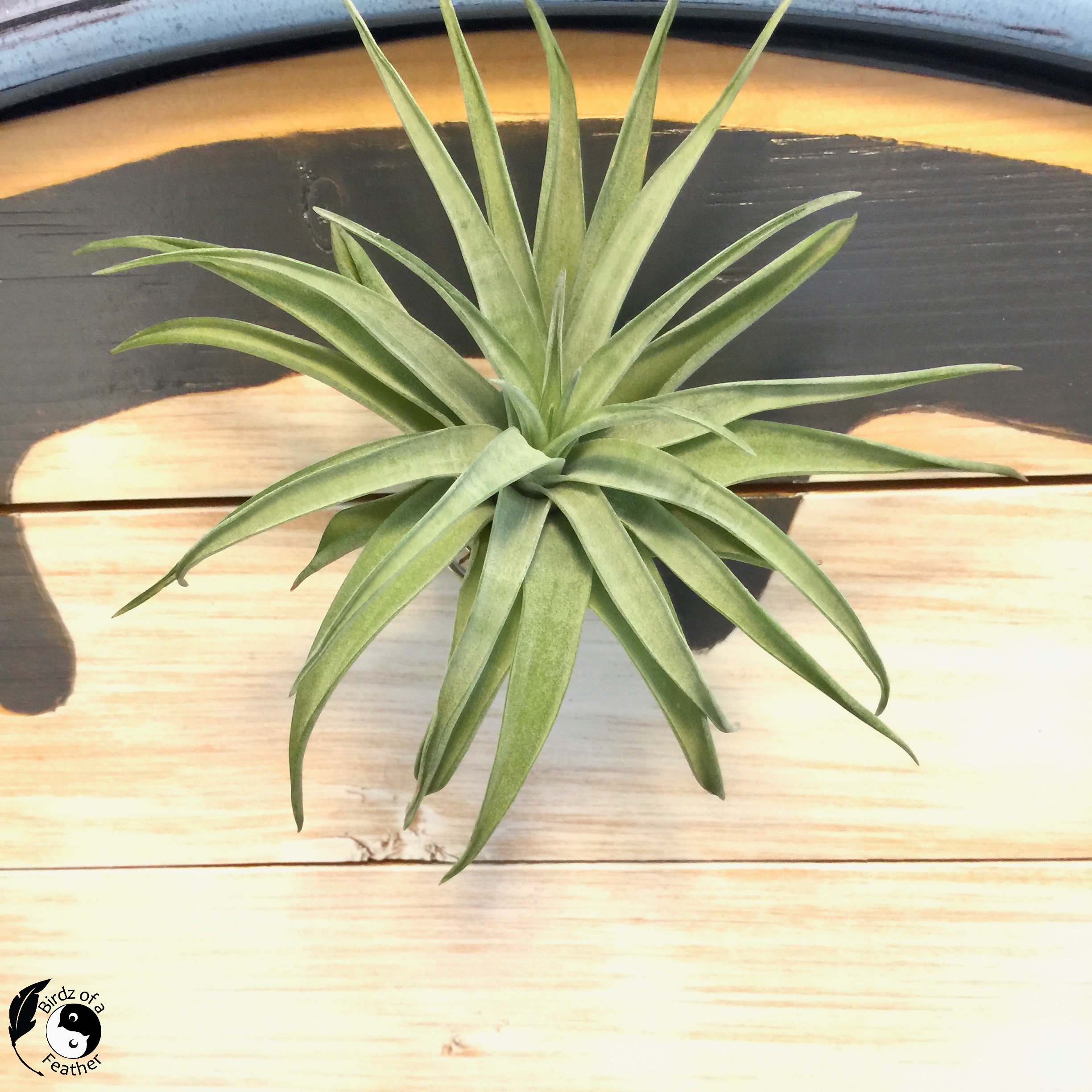 close up of one air plant in a wire air plant holder